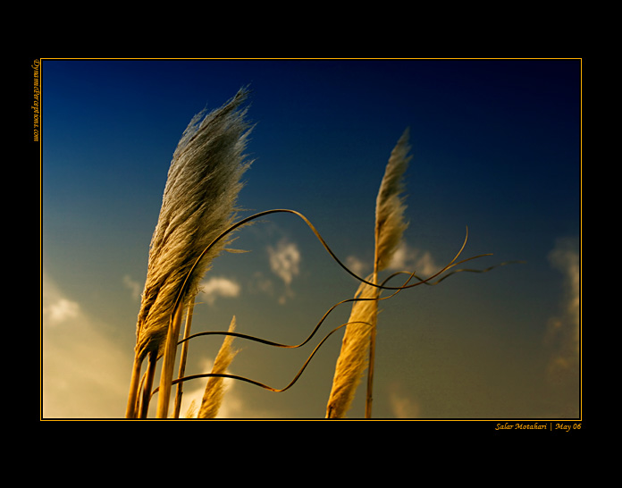 DP Blog